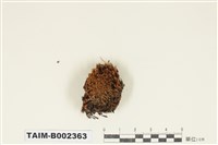 藏品(曲尾苔科)的圖片